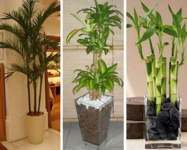 plantas para colocar em apartamento