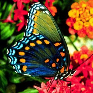 borboletas coloridas 8