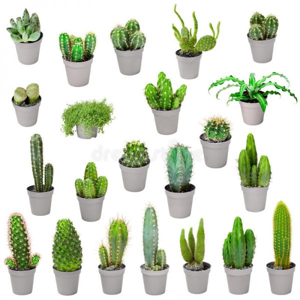 plantas cactus para interiores