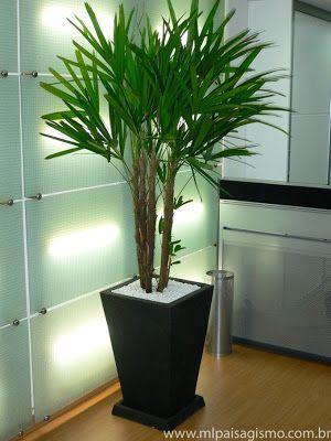 plantas para interiores bonitas